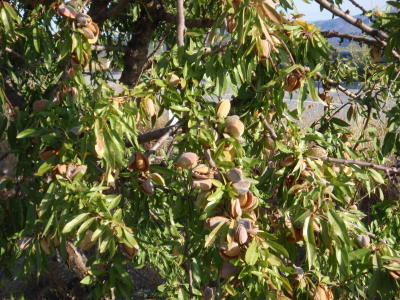 Almond tree.
